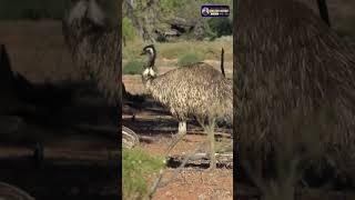 Secret Life of Emu Birds | From Chicks to Adults | Creative Nature #nature #birds #shorts