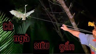 Săn đêm bằng võ lãi, phát hiện bầy cò ngà ngủ đêm gần nhất việt nam , hungting slingshot viet nam.