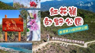 香港行山| 香港第25個郊野公園 | 紅花嶺郊野公園 | 蓮麻坑郊遊徑 | 紅花嶺郊遊徑 | 航拍 | 初級路線 | 不容易迷路的行山路線