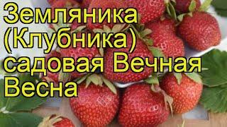 Земляника садовая Вечная Весна. Краткий обзор, описание характеристик fragaria ananassa