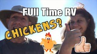 Full Time RV Lifestyle Homestead Chickens!!