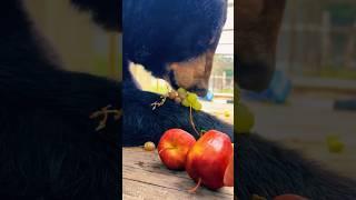 Black Bear Snack ASMR