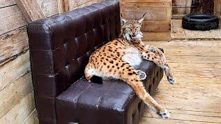 I CAUGHT LYNX MARTIN ON THE SOFA! / Universal little lynx