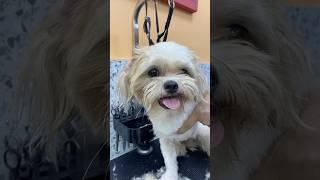 Fluffy Transformations: Mochi's Glam Grooming Day at Fur Wellness Hub! 