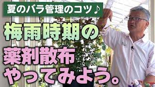 [How to grow roses] Tips for managing roses in summer  Let's try spraying chemicals during the r...