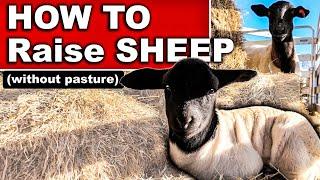 HOW TO RAISE SHEEP (without pasture) What to Feed Sheep on Dry Lot System, How to Raise Market Lambs