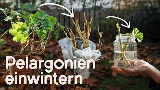 Pelargonien überwintern: Spare Geld und sichere dir frische Pflanzen im neuen Gartenjahr! 