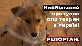 Притулок для бездомних тварин "Сіріус" - як живуть близько 3000 тварин