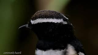 White Browed Shama :Birds of the Philippines