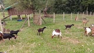 Goat Farming | Good Breed of Goats Spotted | Goat Farm Visiting in Mindanao Philippines