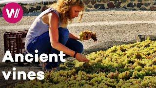 Greece - Viticulture methods inherited from antiquity | Worldwide Wine Civilizations