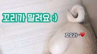 [퍼그] 퍼그의 상징, 또로록 말린 꼬리️