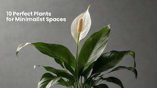 10 Perfect Plants for Minimalist Spaces