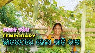 TEMPORARY || ଛାତଉପରେ ହେଲା ଭାଡ଼ି ଚାଷ || ବୋଉଙ୍କ ବଗିଚା || terrace garden