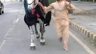 Zuljanah Murtajiz Badshah | out of Control ho gaya Larkay say