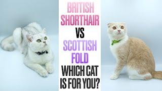 British Shorthair VS Scottish Fold--Which Cat is For You?