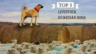 TOP 5 LIVESTOCK GUARDIAN DOG BREEDS