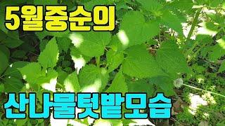 텃밭친구의 5월20일경 산나물텃밭모습 공개(다른방향)