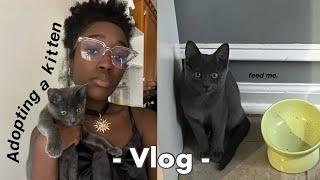 Adopting a KITTEN! (from START to FINISH) | vlog