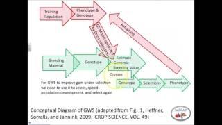 Prediction Using Genome-Wide Selection Models