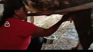 Cowmilking By Hand Last Time || Village life Vlog || Indian vlogger swetu