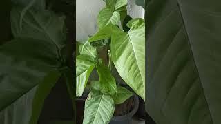 Collection of indoor plants#shorts#gardening with geet kumar