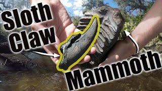 Found Mammoth Boneyard and Giant Sloth Claw | Florida Fossil Hunting Episode 03