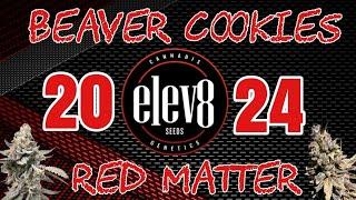 MIND-BLOWING BLOOM! Beaver Cookies & Red Matter Stretch into the Lights!
