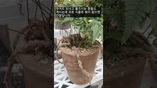 How to grow a fumata tyermannii well without killing it