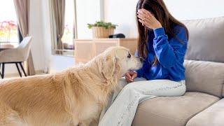 This is What a Golden Retriever does when his human Mom is Crying