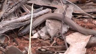 Mallee HawkEye - biodiversity monitoring for improved fire management