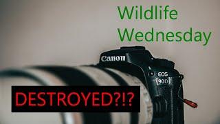 DID I DESTROY my $5000 WILDLIFE CAMERA/LENS SETUP??? | Wildlife Wednesday | Photography Tip