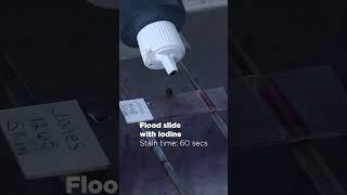 How to Prepare the Perfect Gram Stain #Microbiology  #HardyDiagnostics  #Gramstaining