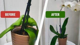 SECRET To Getting Your Orchid To Rebloom Again 