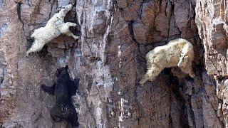 MOUNTAIN GOATS - Defying Gravity with Hooves Alone!