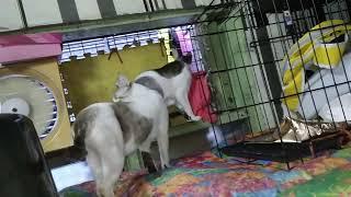 Messy Sunday with these cats#catlover#cutecat#pets#cat#viral#viralvideo