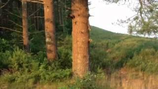 Fisher cat vs. squirrel