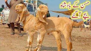 Hussan k bad shah bache agaye|Madrasa mandi Pakistan makhi cheene bakre qurbani wale or chhote bache