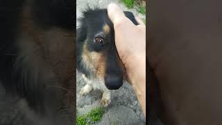 пёс Рекс