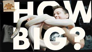 How BIG are Super Dwarf Reticulated Pythons? | HYPE vs REALITY