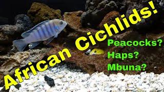 African Cichlids, Peacocks, Haps or Mbunas??? [Which Should You Keep?] - My Experience Keeping Both!