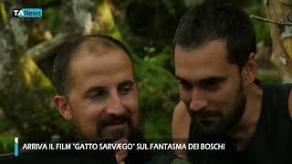 Arriva il film "Gatto sarvægo" sul fantasma dei boschi d'Italia