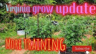 virginia cannabis 2021 grow update.virginia weed