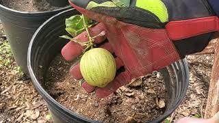 How to Tell When They are  Optimally Ripe‼} Pink Eureka Lemon