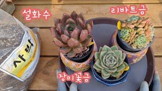 24.6.22 설화수 리바트금 장미꽃금 분갈이해요 꽃동산다육 010 3939 4304 사박토 010 3436 6631