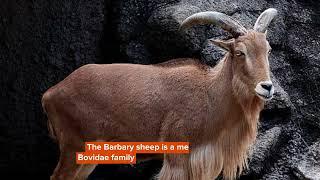 Did You Know? Incredible Barbary Sheep Facts