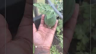 New garden vlog! Before and after watermelons . #gardening #homegrown #watermelon #garden