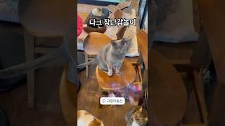 다크 장난감놀이   #유기묘 #고양이카페 #고양이동산 #일산고양이카페