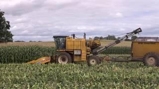 Harvesting Sweet Corn In The Field From My Back Yard