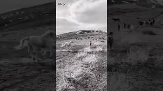 Untamed Wild Horses Roaming Free!